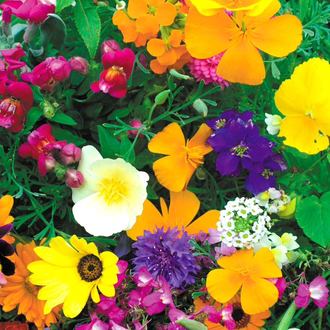 種 花たね スペシャルミックス 花壇向きミックス 1袋(400mg)