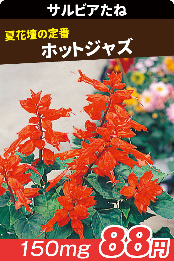 サルビア ホットジャズ