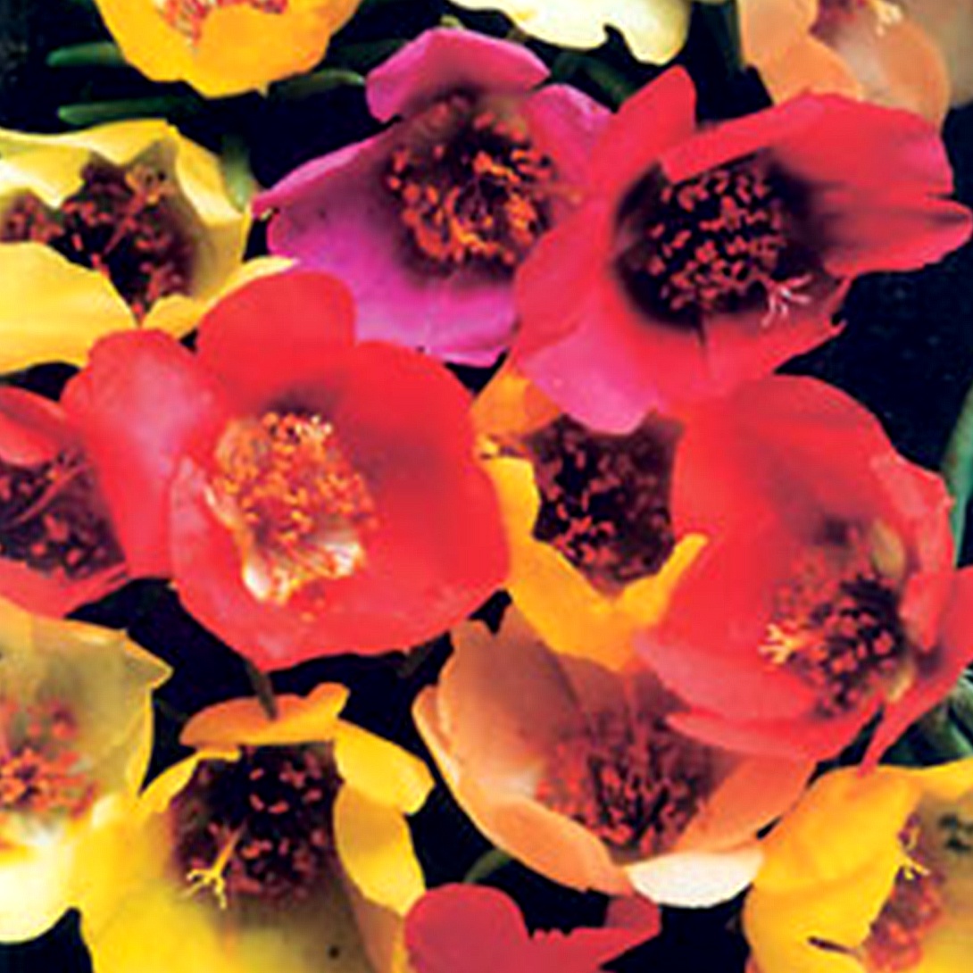 種 花たね 一重咲マツバボタン混合 1袋(100mg)