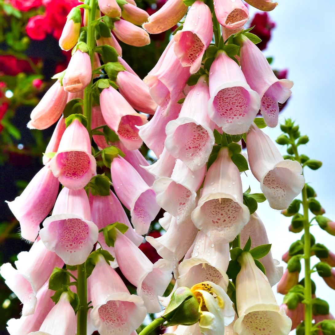 種 花たね 矮性ジギタリス混合 1袋(100mg)