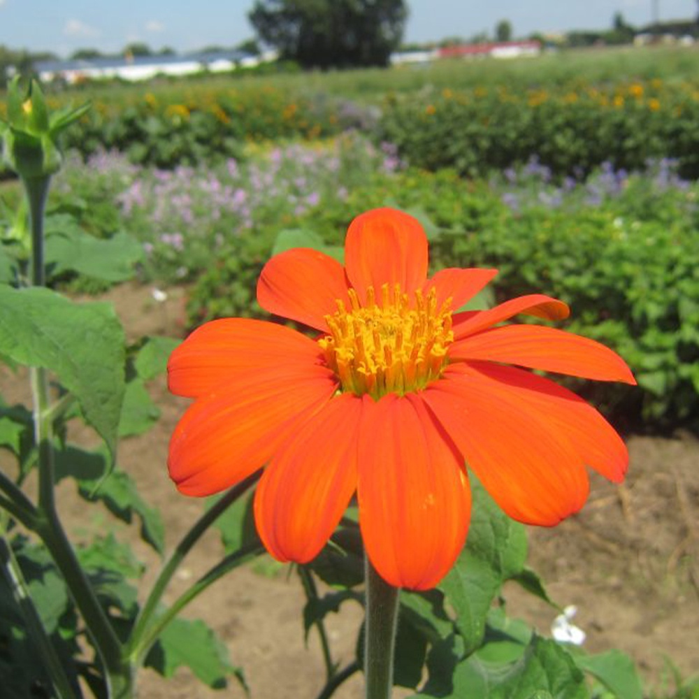 種 花たね チトニア オレンジ 1袋(300mg)