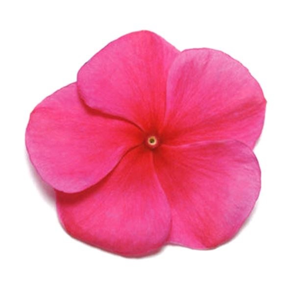 種 花たね 日々草 バーガンディ 1袋(20粒)