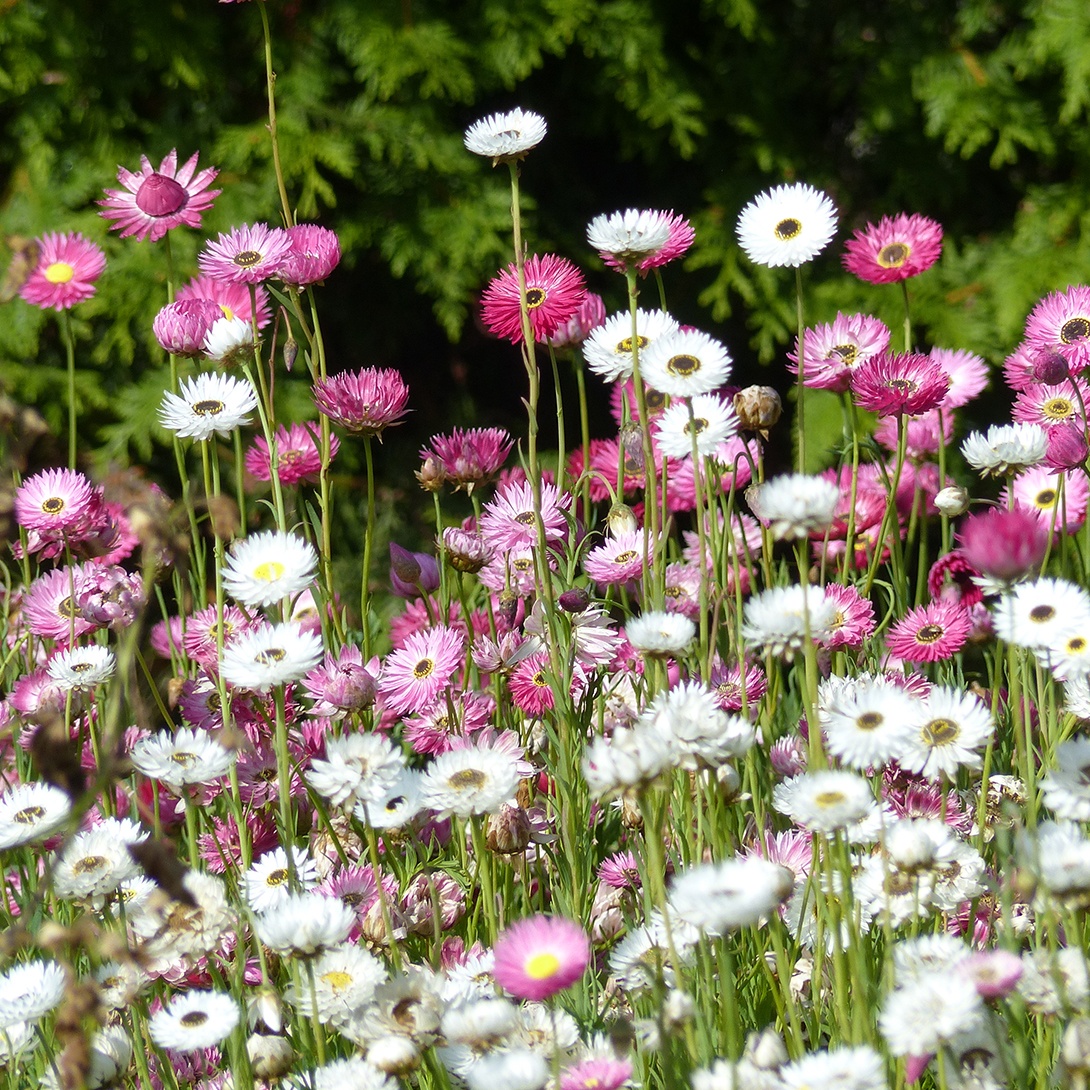 種 花たね ヘリアンセマム混合 1袋(100mg)