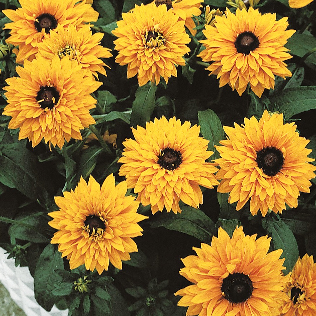 種 花たね ルドベキア ゴルディロック 1袋(100mg)