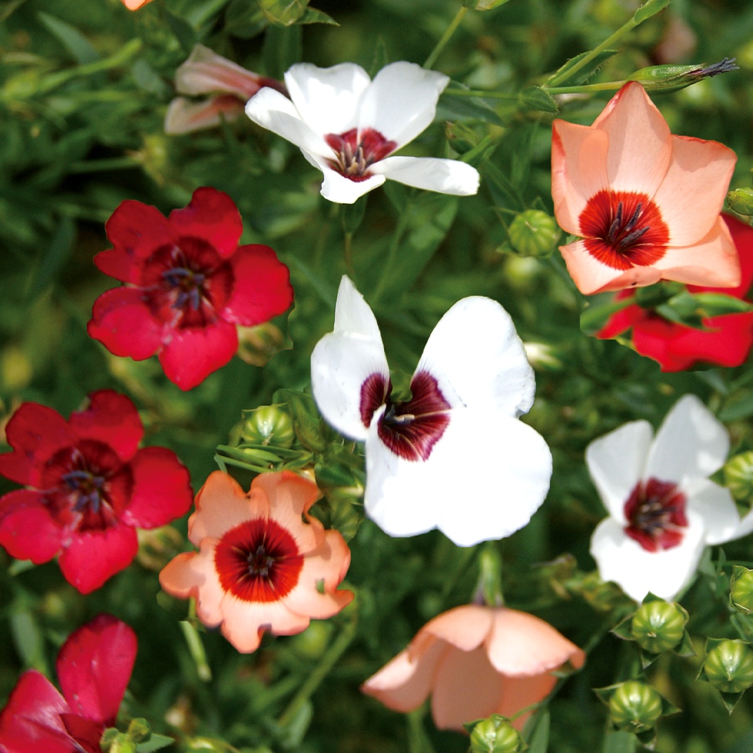 種 花たね アマミックス 1袋(300mg)