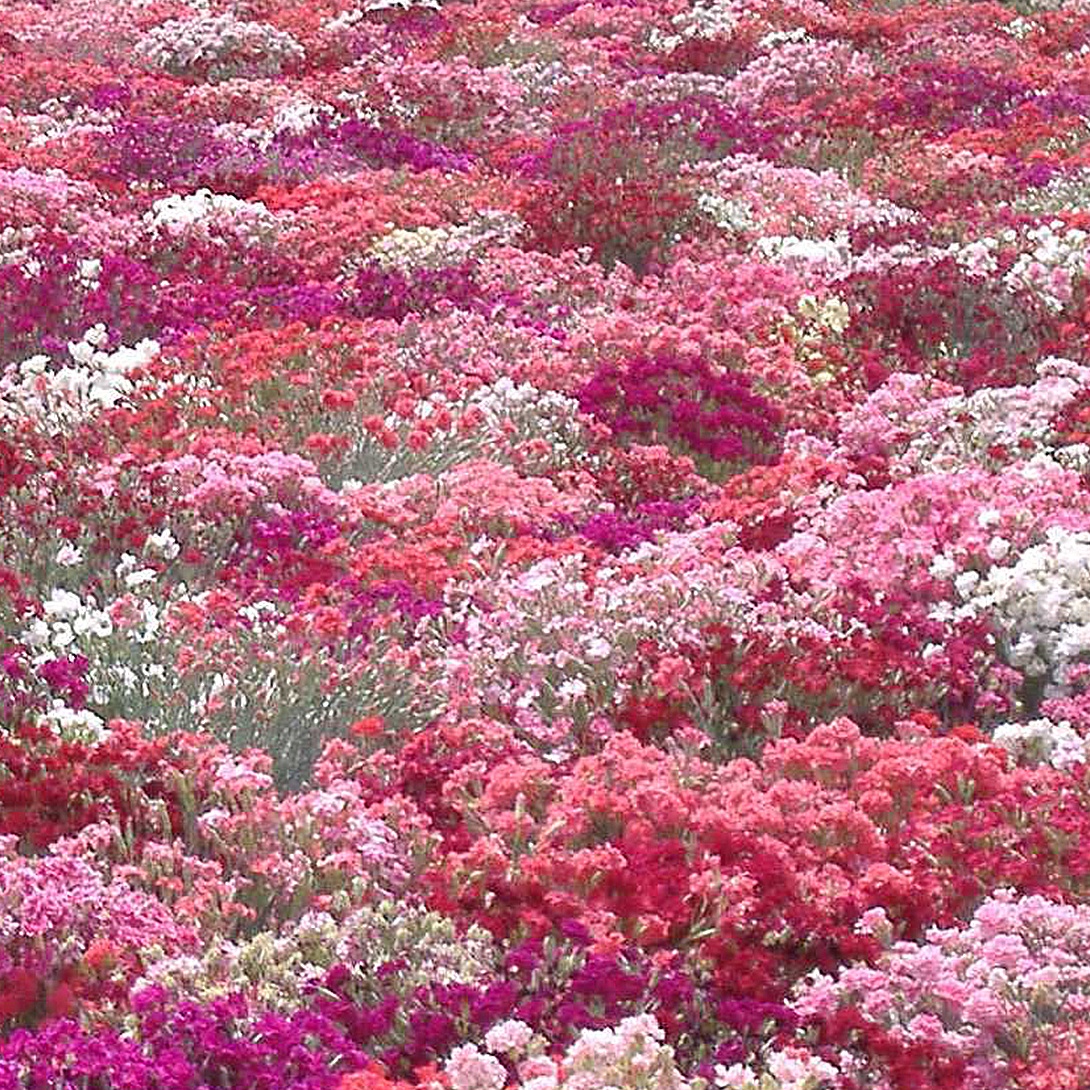 種 花たね 矮性カーネーション混合 1袋(200mg)