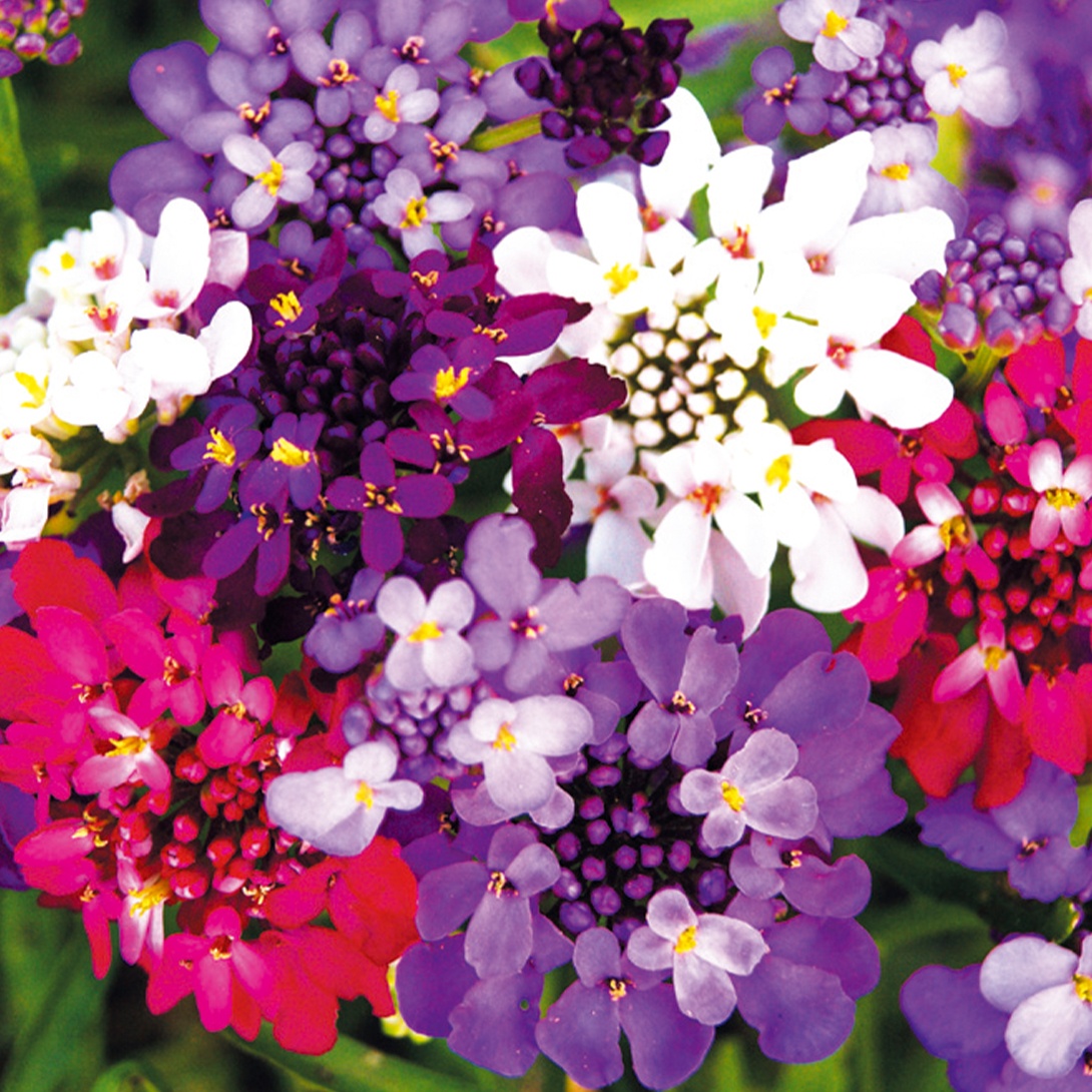 種 花たね イベリスミックス 1袋(1000mg)