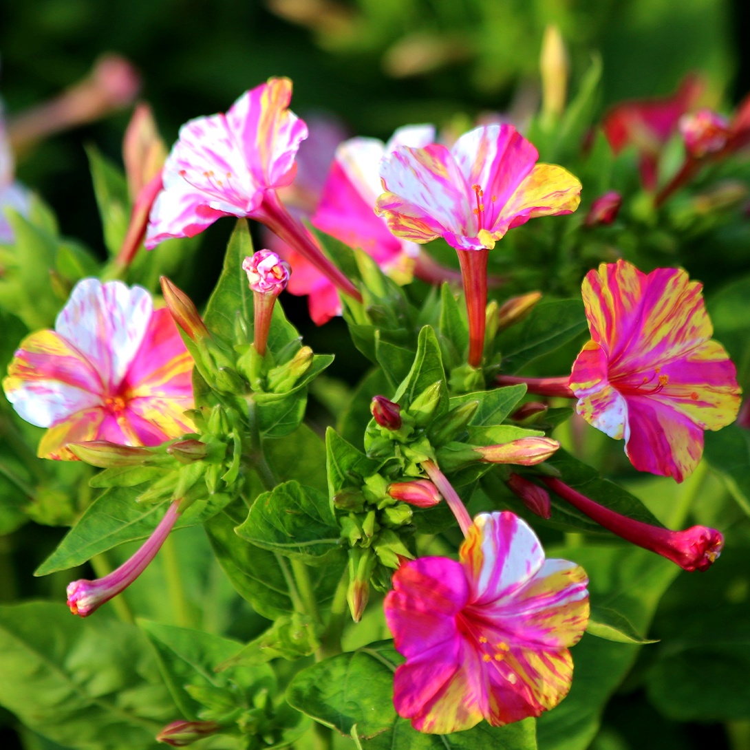 種 花たね オシロイバナ マーブルトリカラー 1袋(1000mg)