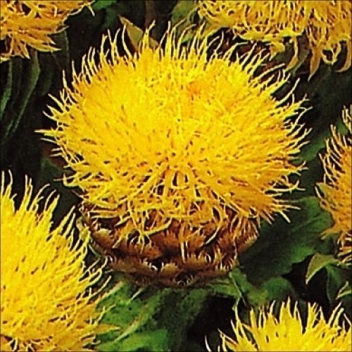 種 花たね 多年草 黄金矢車草 1袋(500mg)