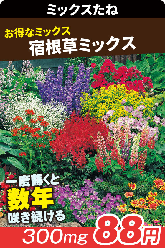 宿根草ミックス