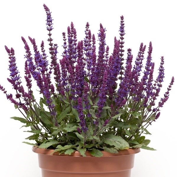 種 花たね 宿根サルビア ネモローサ 1袋(100mg)