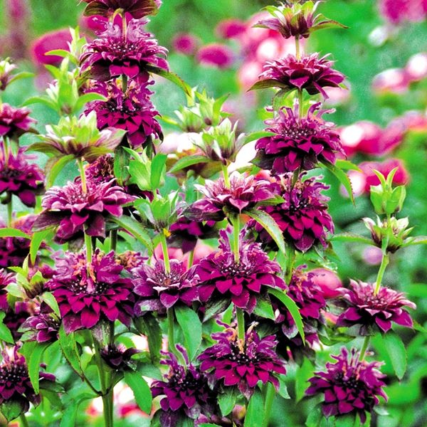 種 花たね モナルダ ワイルドベルガモット 1袋(200mg)