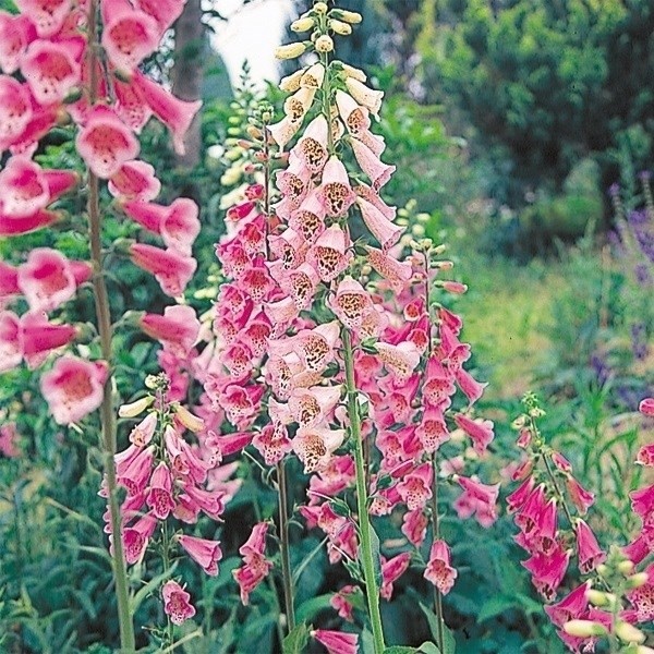 種 花たね ジギタリス混合 1袋(200mg)