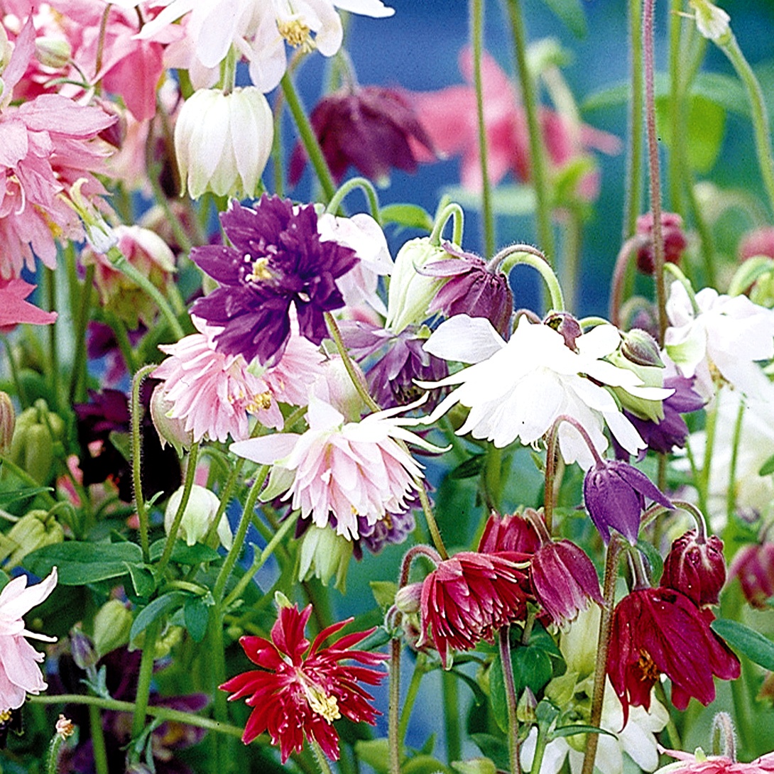 種 花たね 西洋おだまき 八重咲混合 1袋(100mg)