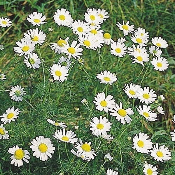 種 花たね ローマンカモミール 1袋(100mg)