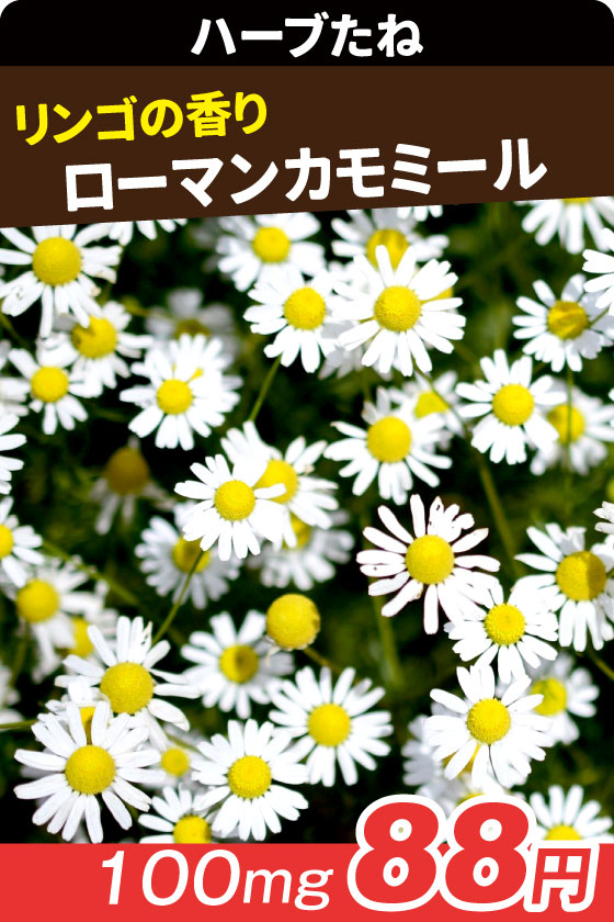 ローマンカモミール