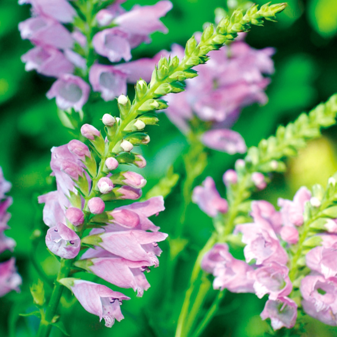 種 花たね フィソステギア 桃花 1袋(100mg)