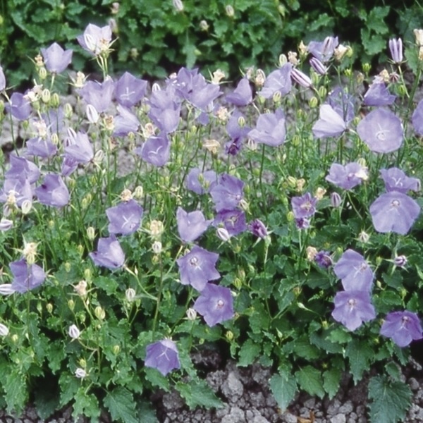 種 花たね 多年草 カンパニュラ カルパチカ 1袋(100mg)