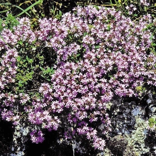 種 花たね 多年草 クリーピングタイム 1袋(100mg)