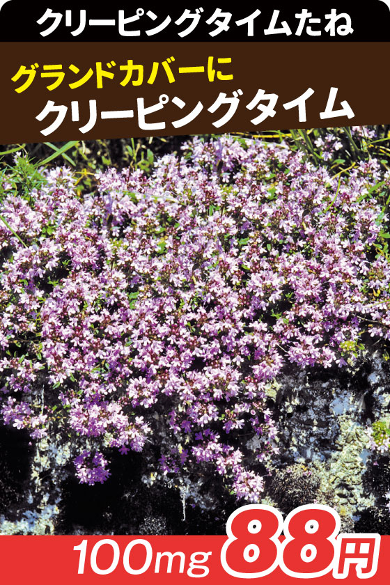 クリーピングタイム