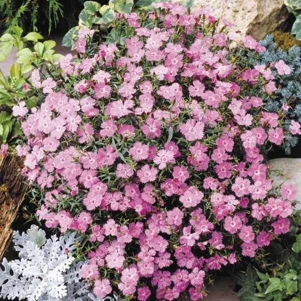 種 花たね 多年草 アムールナデシコ 1袋(100mg)