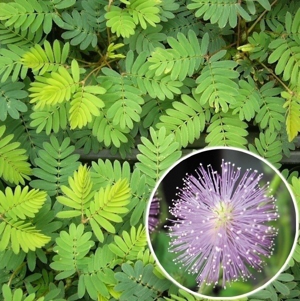 種 花たね オジギソウ 1袋(100mg)