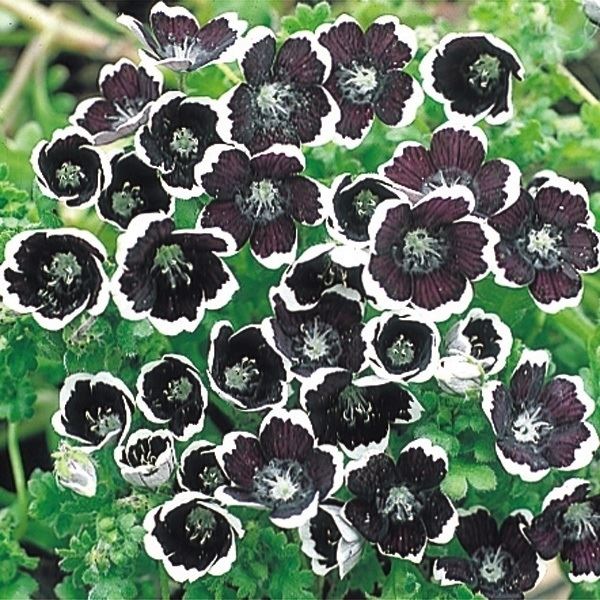 種 寒冷地向き春まき 花たね ネモフィラ ペニーブラック 1袋(400mg)