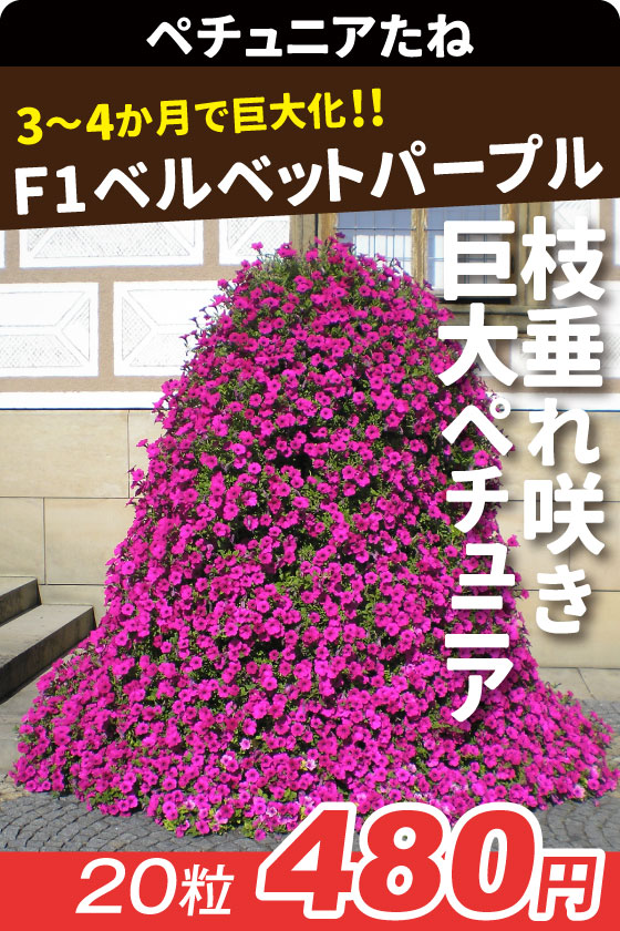 ペチュニア Ｆ1ベルベットパープル