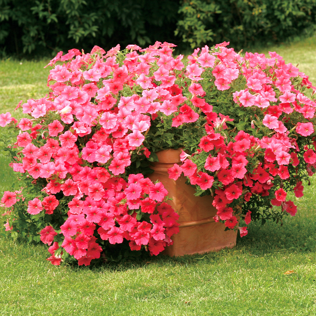 種 花たね ペチュニア F1ベルベットサーモンシェード 1袋(20粒)