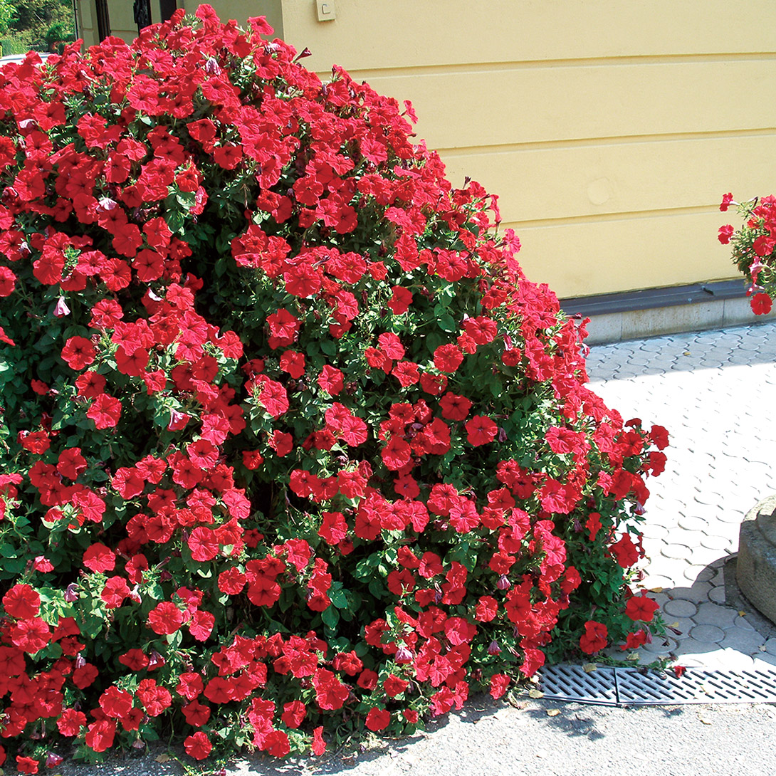 種 花たね ペチュニア F1アバランチェ レッド 1袋(20粒)