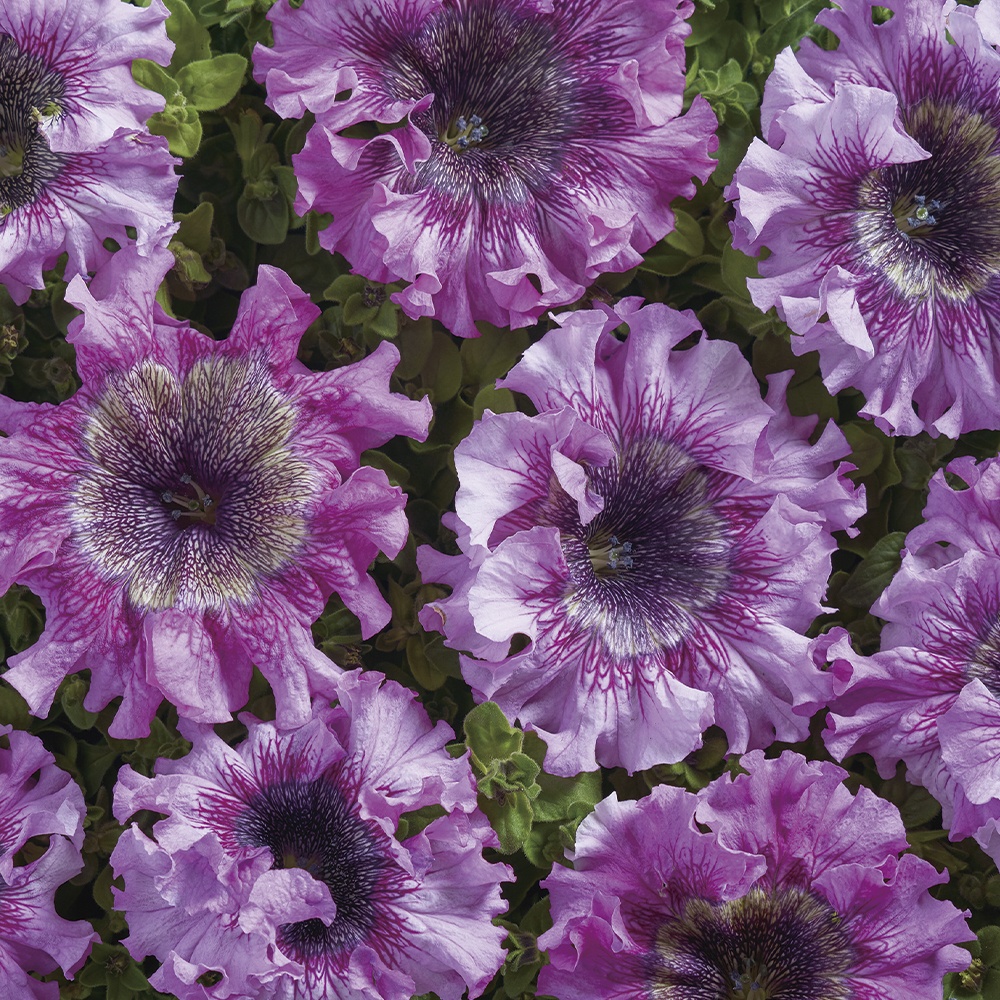 種 花たね ペチュニア F1ロゼア 1袋(20粒)