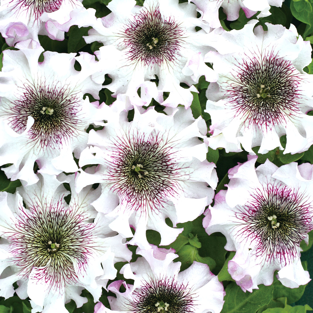 種 花たね ペチュニア アルバ 1袋(20粒)