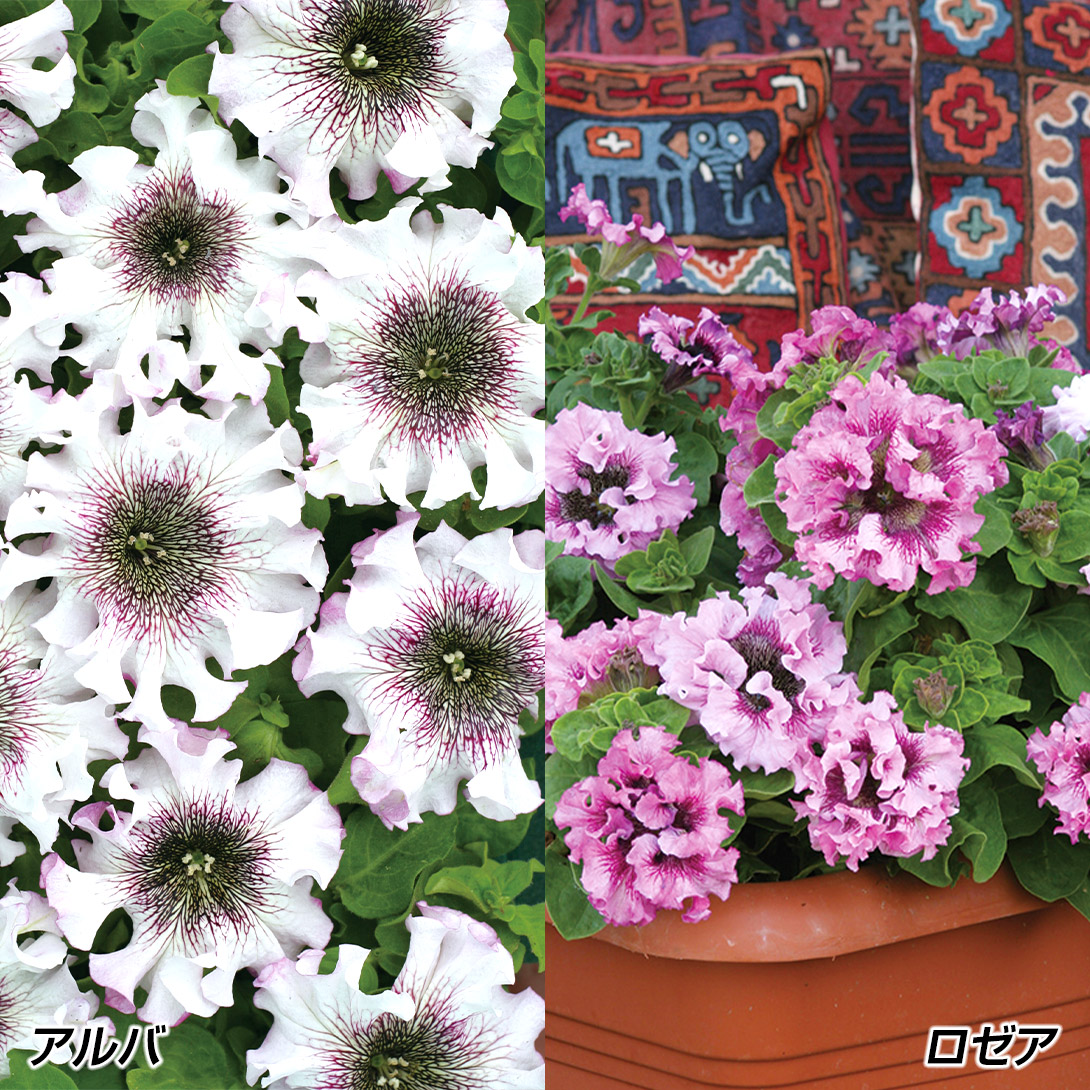 種 花たね ペチュニア 巨大輪セット 2種2袋