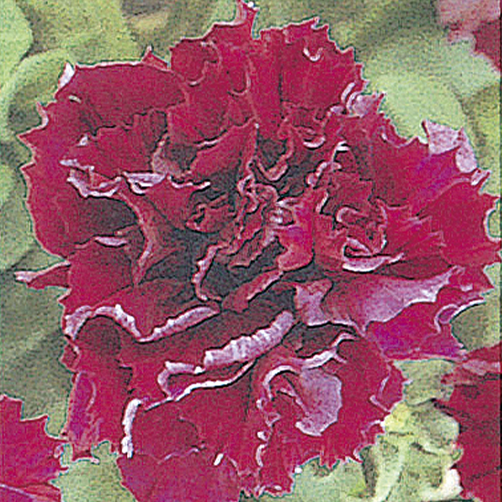 種 花たね ペチュニア F1ダブルカスケード バーガンディ 1袋(20粒)