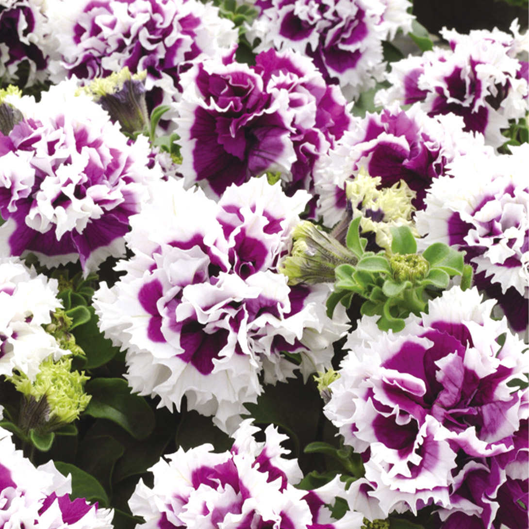 種 花たね ペチュニア ピロエッテ パープル 1袋(20粒)