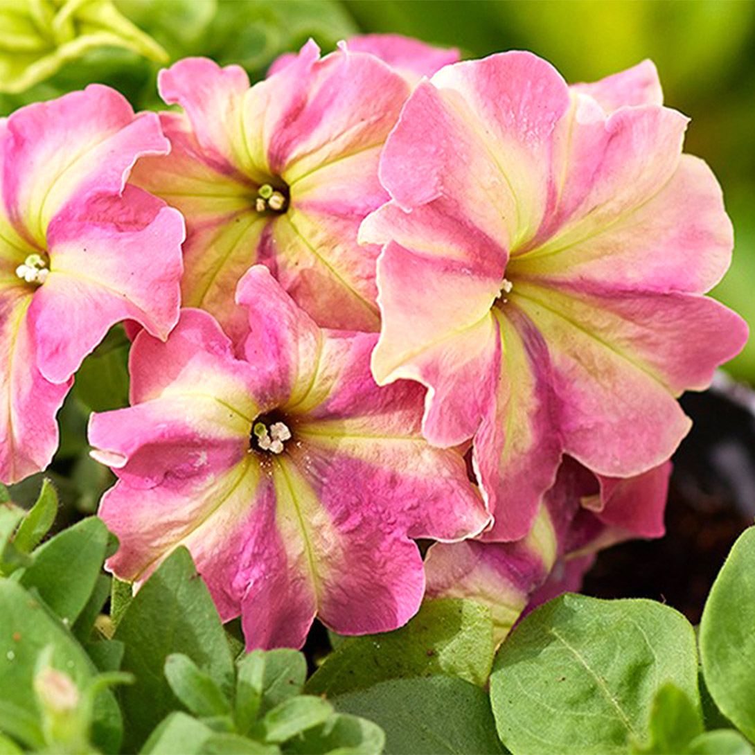 種 花たね ペチュニア F1シェイク ストロベリー 1袋(20粒)