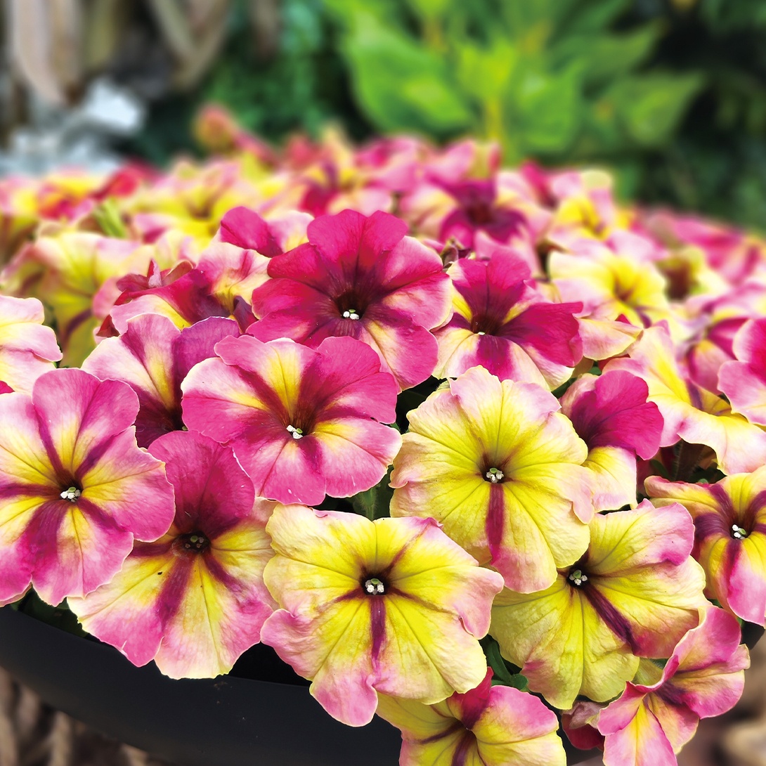 種 花たね ペチュニア F1シェイク ラズベリー 1袋(20粒)