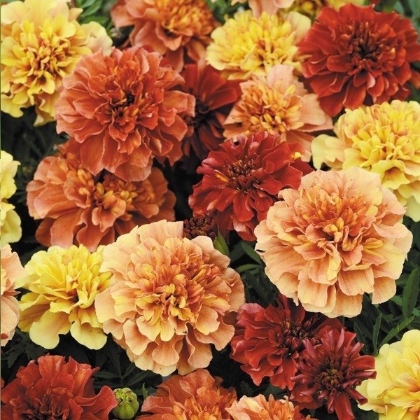 種 花たね フレンチ マリーゴールド ストロベリーブロンド 1袋(30粒)