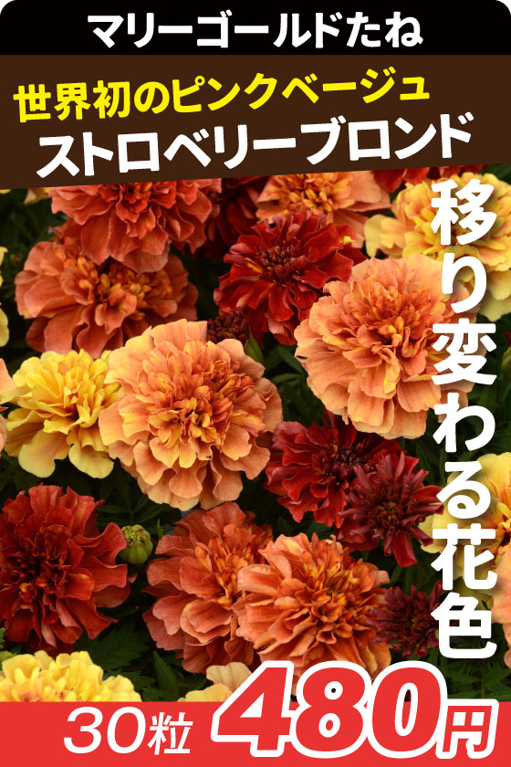 マリーゴールド ストロベリーブロンド