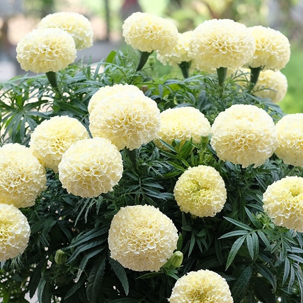 種 花たね マリーゴールド F1ビッグスワン 1袋(12粒)