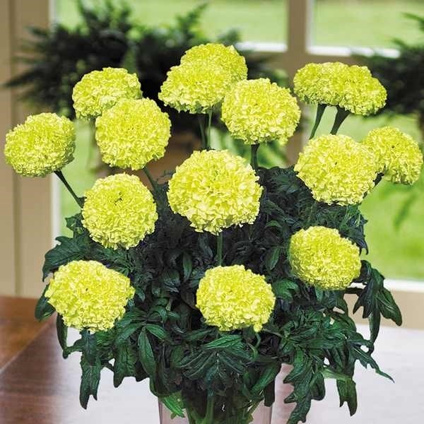 種 花たね アフリカン マリーゴールド F1ノーセントライムグリーン 1袋(12粒)