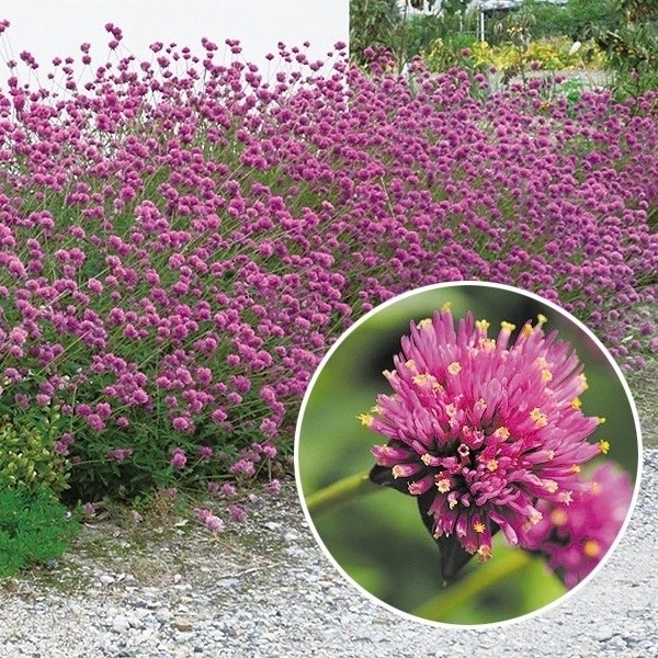 種 花たね 千日紅 ファイヤーワークス 1袋(10粒)