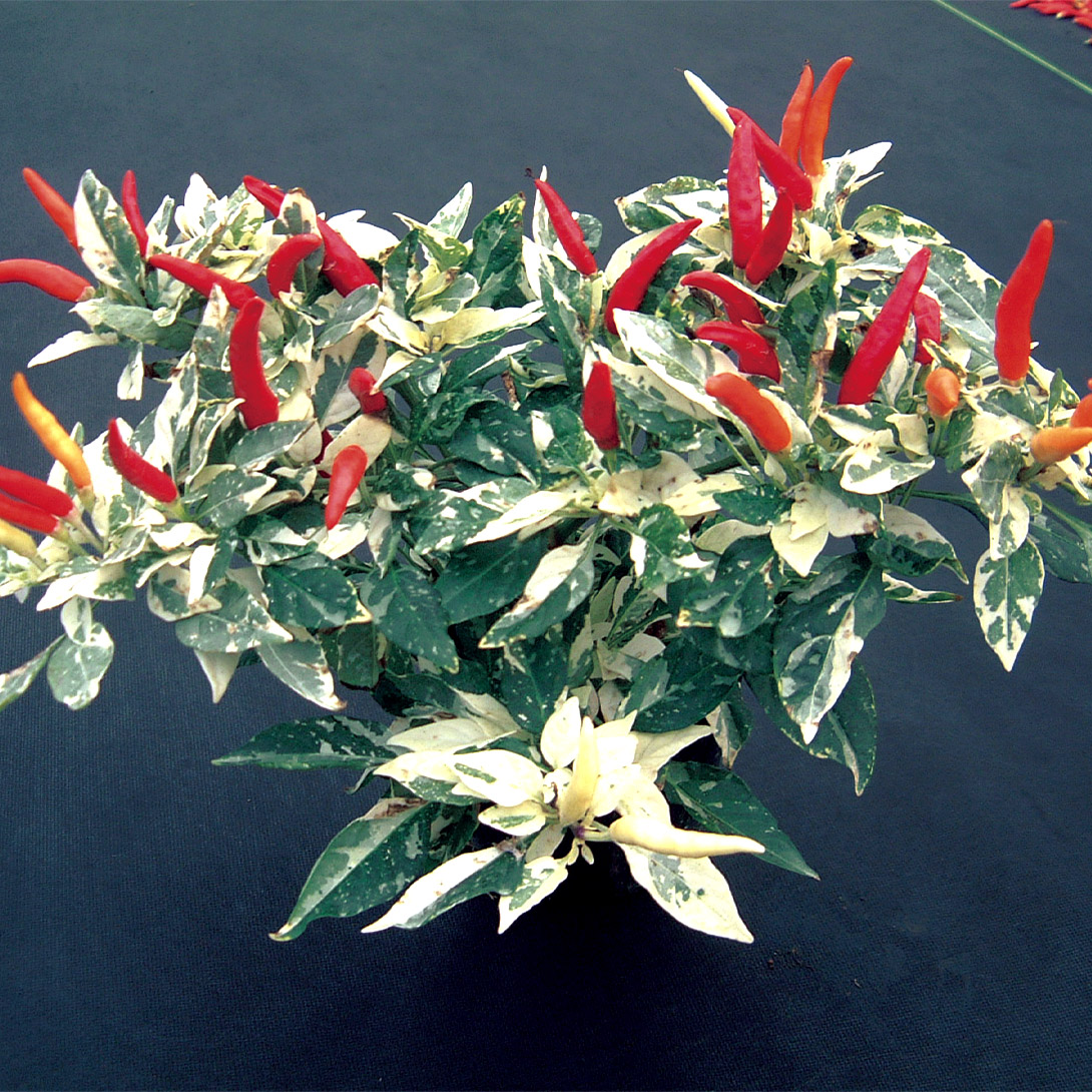 種 花たね トウガラシ アプローズレッド＆ホワイト 1袋(20粒)