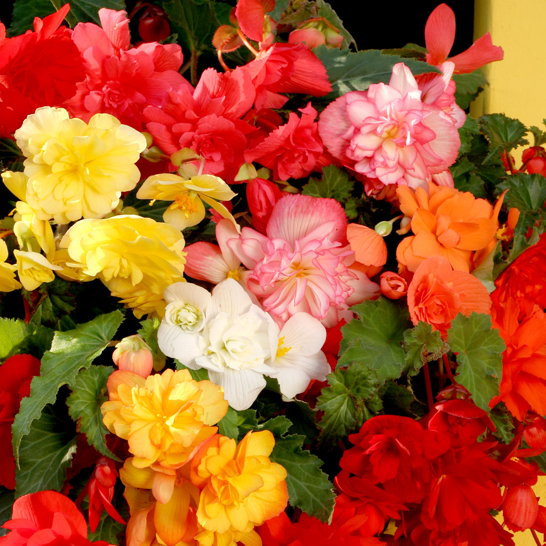 種 花たね ベゴニア F1チャンソンミックス 1袋(20粒)