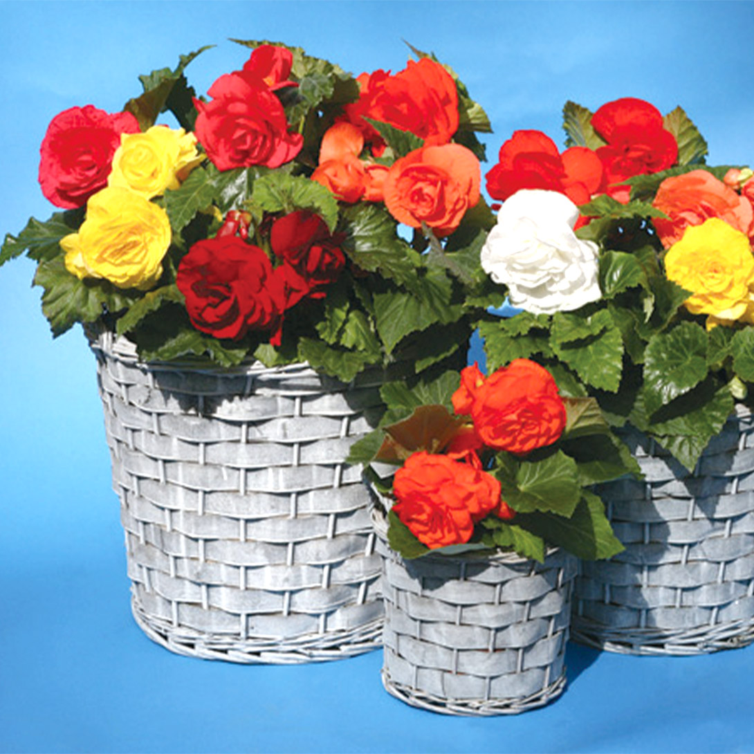 種 花たね ベゴニア ジャイアントミックス 1袋(20粒)