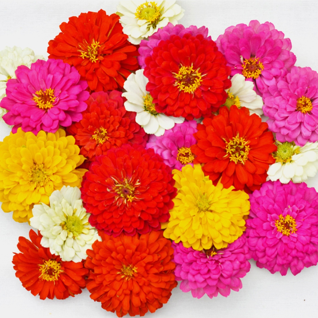 種 花たね 百日草 F1ホリーRミックス 1袋(15粒)