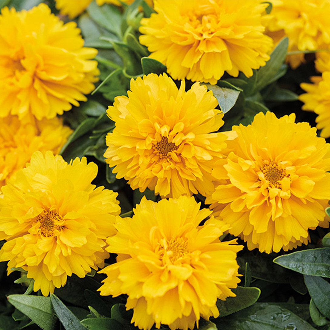 種 花たね ガーベラ フロリラインマイクロガーベラ 1袋(10粒)