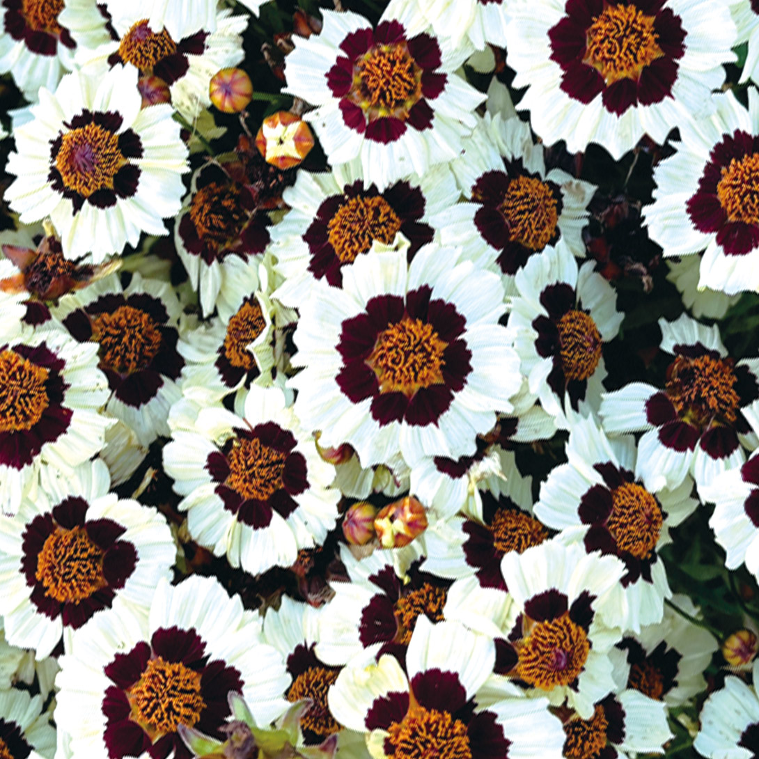 種 花たね コレオプシス コルスコ クリームレッド 1袋(25粒)