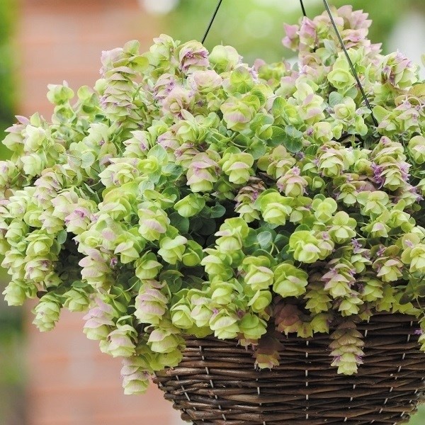 種 花たね 観賞用オレガノ ミルフィーユリーフ 1袋(20粒)