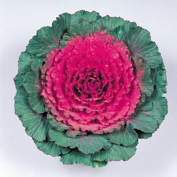 種 花たね 葉牡丹 F1紅鏡 1袋(15粒)